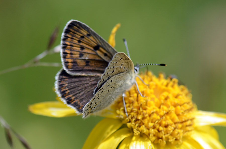 Lycaena tityrus ?